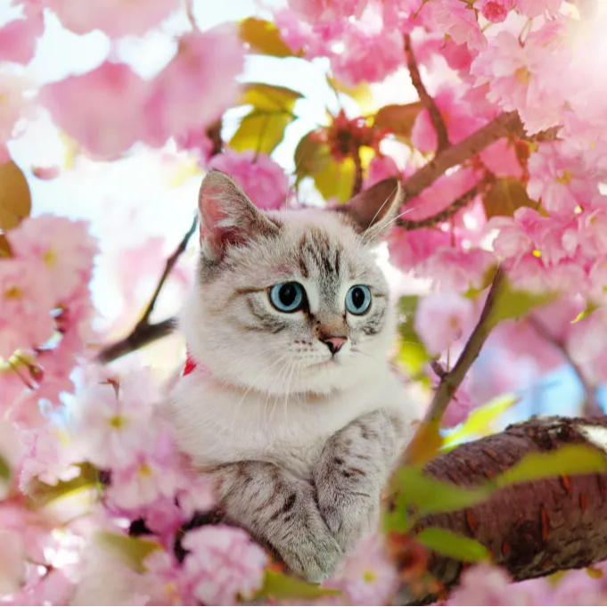 Photo d’Odette Adrienne  RAMILLON