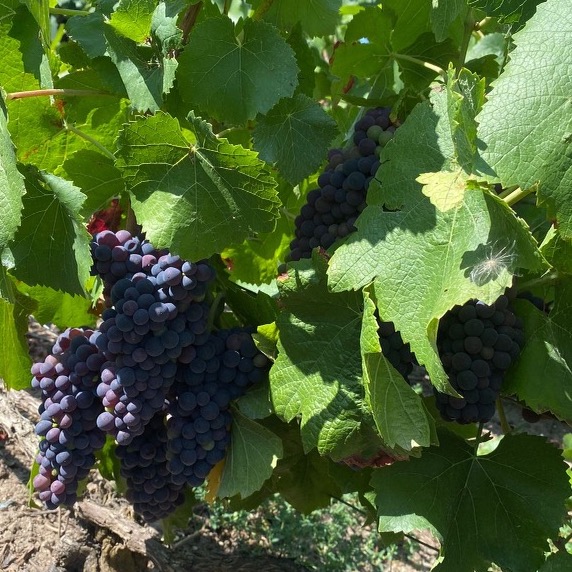 Photo de Pierrette LAURENT