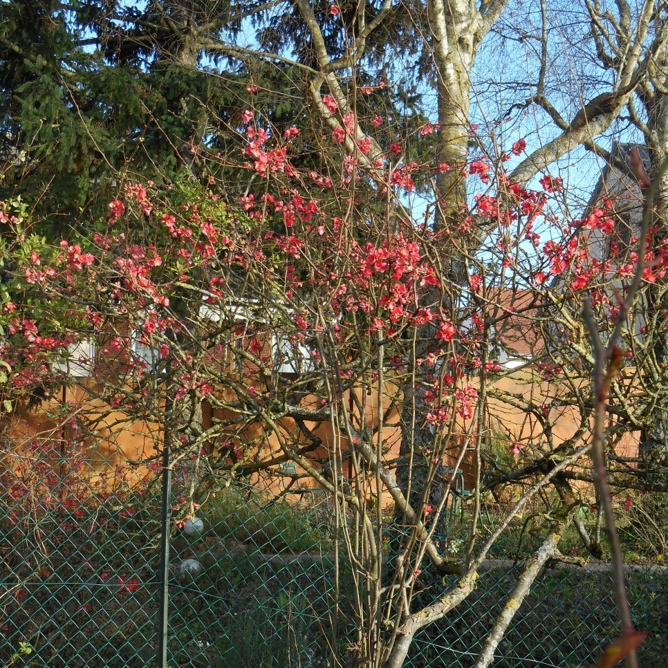 Photo de Lucien LANNERS